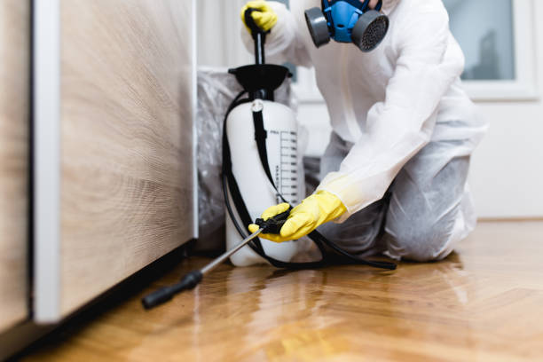 Best Ant Control Services  in Howard Lake, MN
