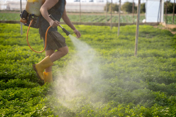Best Ant Control Services  in Howard Lake, MN