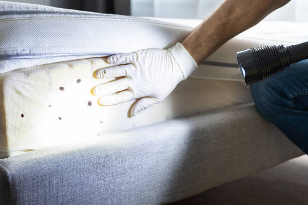 Best Exterminator Services  in Howard Lake, MN