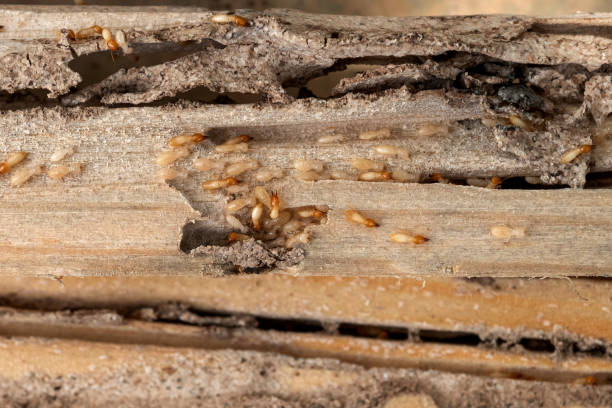 Best Affordable Pest Control Services  in Howard Lake, MN